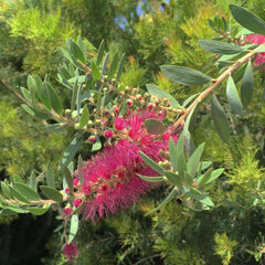 Callistemon 'Bottle Pop Neon Pk'™ - Bottle Pop Neon Pink Bottlebrush - 5 Gallon