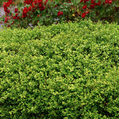 Buxus 'Green Beauty' - Green Beauty Boxwood - 5 Gallon
