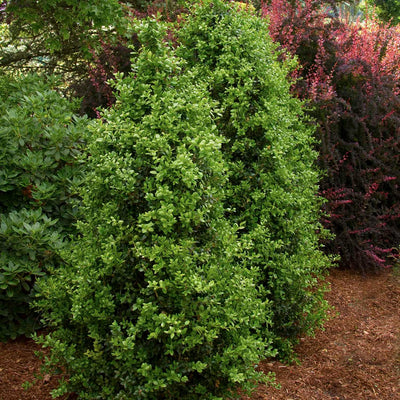 Buxus 'Green Tower'® PP - Green Tower Boxwood - 5 Gallon