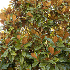 Magnolia grandiflora 'Bracken' - Bracken's Brown Beauty Magnolia - 7 Gallon