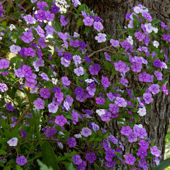 Brunfelsia floribunda - Yesterday - Today - Tomorrow - 5 Gallon