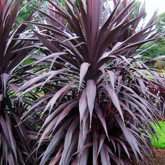 Cordyline 'Burgundy Spire' PP - Burgundy Spire Dracaena Palm - 5 Gallon