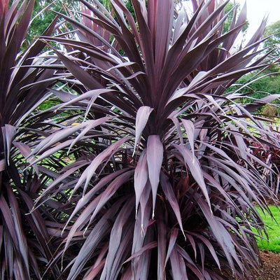 Cordyline 'Burgundy Spire' PP - Burgundy Spire Dracaena Palm - 5 Gallon
