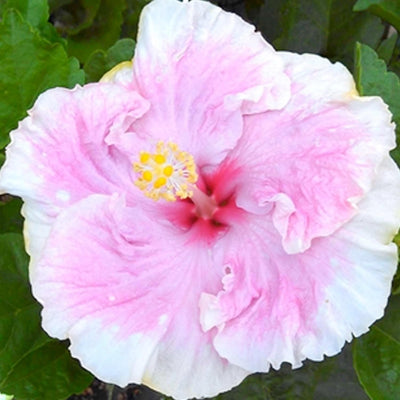 Hibiscus rosa-s. 'C'Est Bon' - C'est Bon Cajun Hibiscus - 5 Gallon