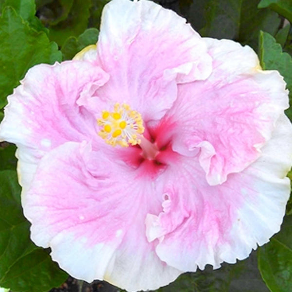 C_estBonCajunHibiscus_grande.