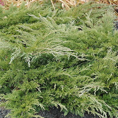 Juniperus 'Calgary Carpet'® - Calgary Carpet Juniper - 2 Gallon