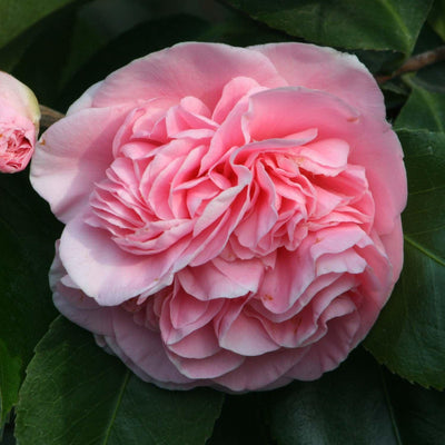 Camellia 'Debutante' - Debutante Camellia - 5 Gallon