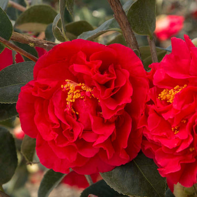 Camellia 'Kramer'S Supreme' - Kramer's Supreme Camellia Tree - 5 Gallon