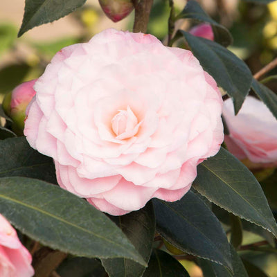 Camellia 'Nuccio's Pearl' - Nuccio's Pearl Camellia - 5 Gallon