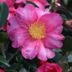 Camellia 'Shishi Gashira' - Shishi Gashira Camellia - 5 Gallon