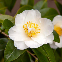 Camellia 'Silver Waves' - Silver Waves Camellia - 5 Gallon