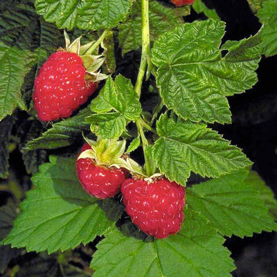 Raspberry 'Canby Red' - Canby Red Raspberry - 1 Gallon