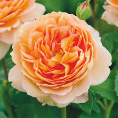 Carding Mill - 15 Gallon