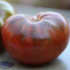 Cherokee Chocolate - 4