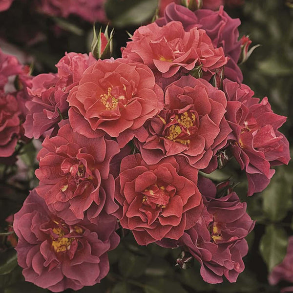 Cinco de Mayo - 5 Gallon – Roger's Gardens