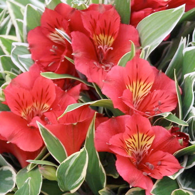 Alstroemeria 'Katiana'® - Colorita Katiana Peruvian Lily - 2 Gallon