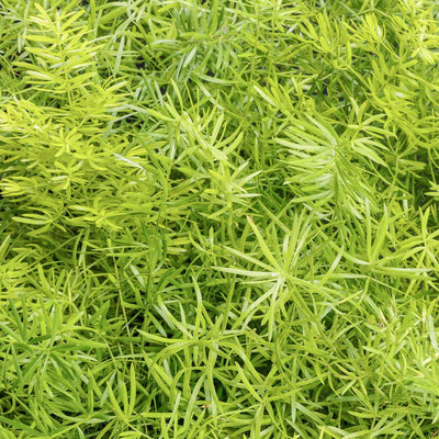 Asparagus a. 'Compacta' - Compact Sprenger Asparagus Fern - 1 Gallon