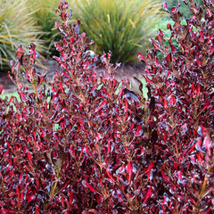Pacific Sunset Mirror Plant - 2 Gallon