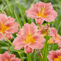 Hemerocallis 'Orange'® PP - Coral Daylily - 1 Gallon
