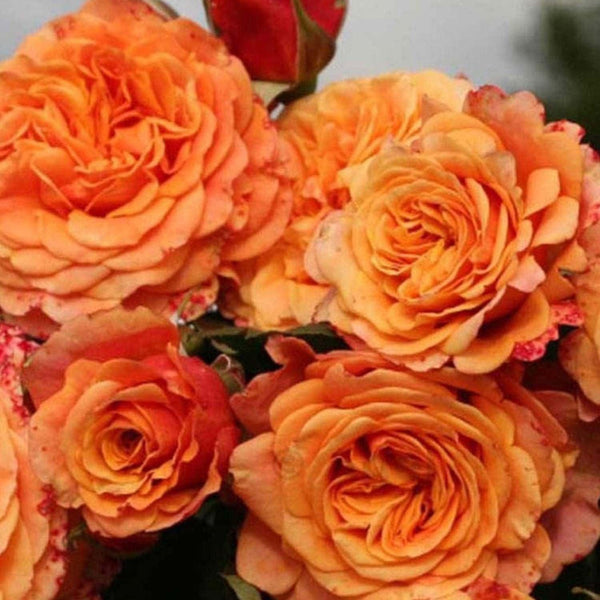 Crazy Love - 5 Gallon – Roger's Gardens
