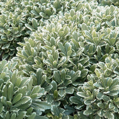 Pittosporum 'Cream De Mint'® - Cream De Mint Dwarf Pittosporum - 5 Gallon