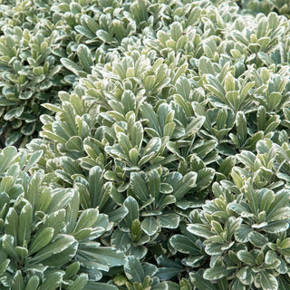 CreamDeMint_DwarfPittosporum_3