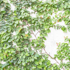 Ficus pumila - Creeping Fig - 5 Gallon