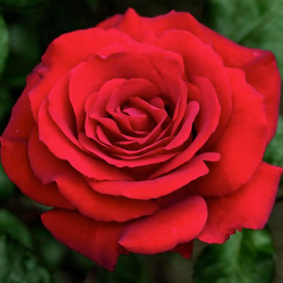 Crimson Bouquet - 36" Tree - 5 Gallon