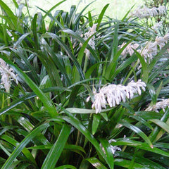 Ophiopogon 'Crystal Falls'® PP - Crystal Fall Mondo Grass - 1 Gallon