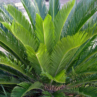 pointy palm plant Cycas revoluta - Sago Palm