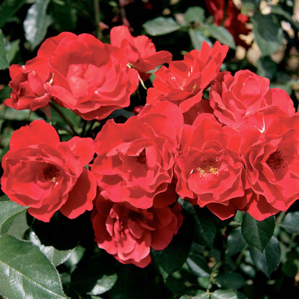 Rosier rouge　 Rosier paysager Street Colors Moulin Rouge Meitralight Pot