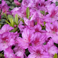 Azalea 'Dbl Shot Grape'® PP - Double Shot Grape Azalea - 2 Gallon