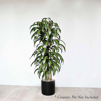 Dracaena 'Hawaiian' - 8" POT