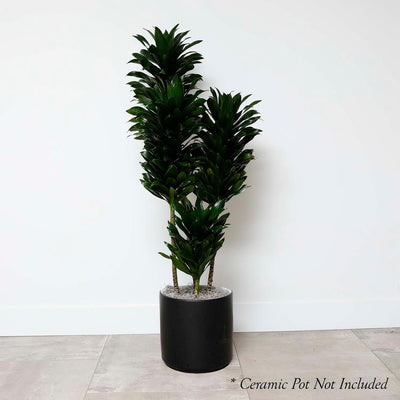 Dracaena JC COMP - 10in