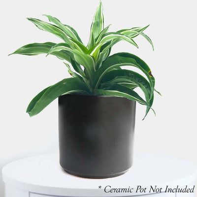 Dracaena 'Kanzi' - 4" POT