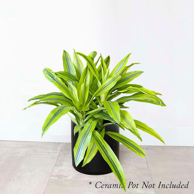 Dracaena 'Kristi' - 8" POT
