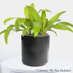 Dracaena 'Limelight' - 6