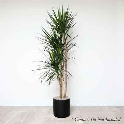 Dracaena Marginata - 10"