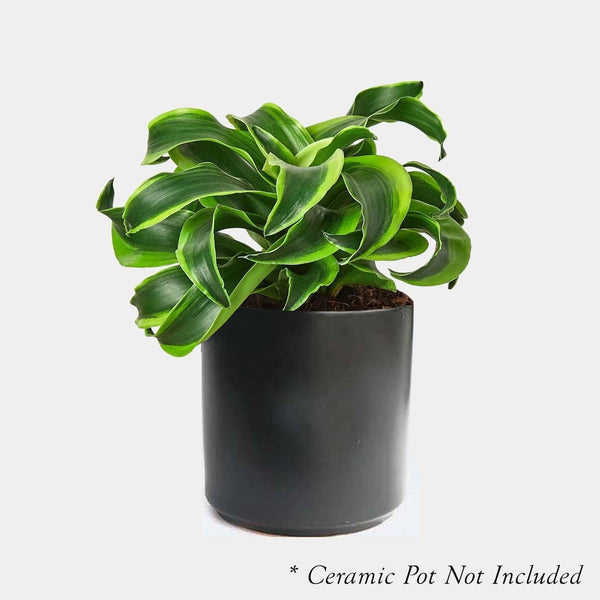 Dracaena 'Tornado' - 4" POT  Roger's Gardens