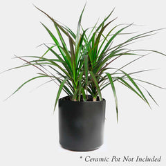 Dracaena 'Magenta' 5' - 10