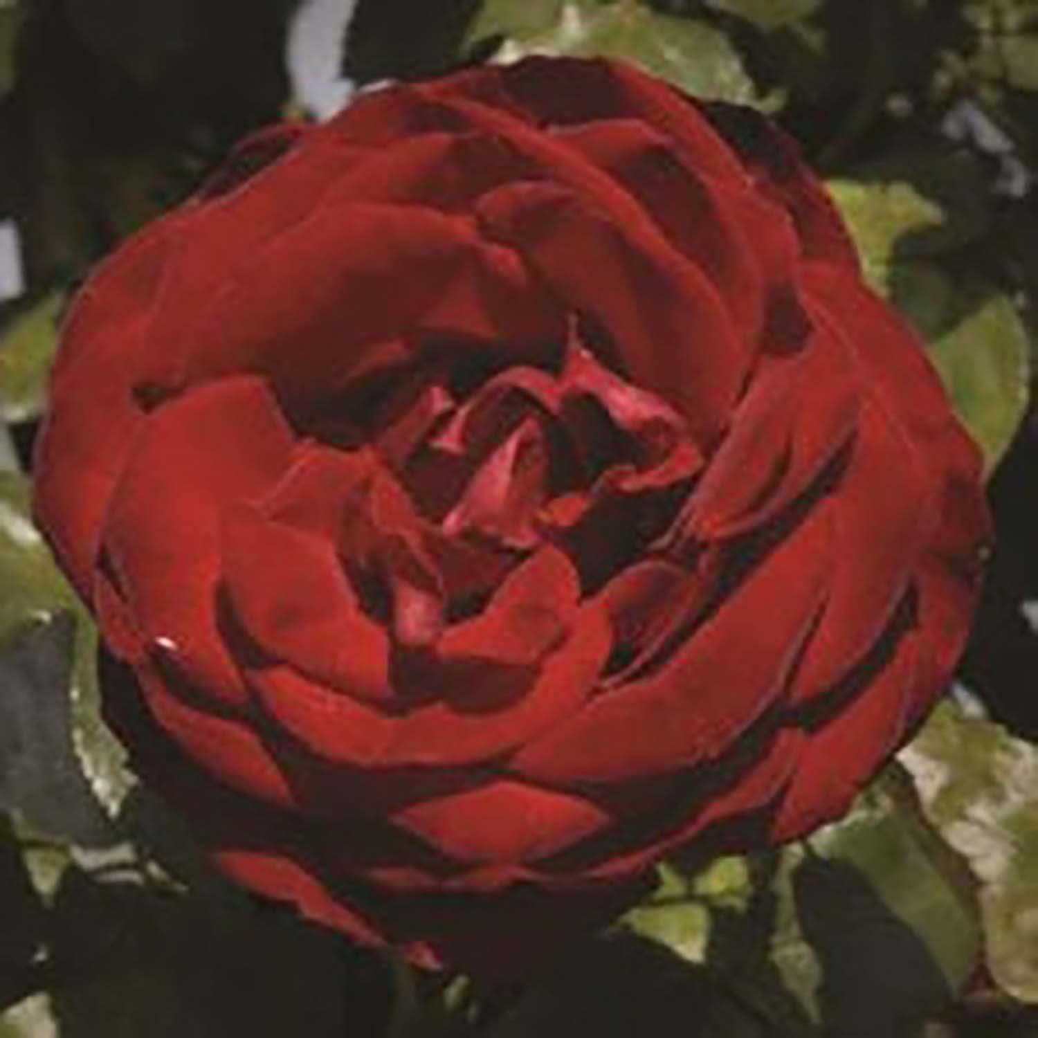 Hardy Red Climbing Roses Dublin Bay Rose Bush Roger's Gardens