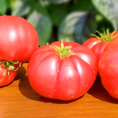 Buddy's Heart - 4" Pot