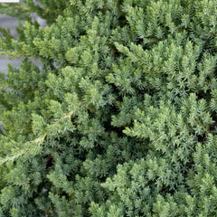 Juniperus procumbens 'Nana' - Dwarf Japanese Garden Juniper - 2 Gallon
