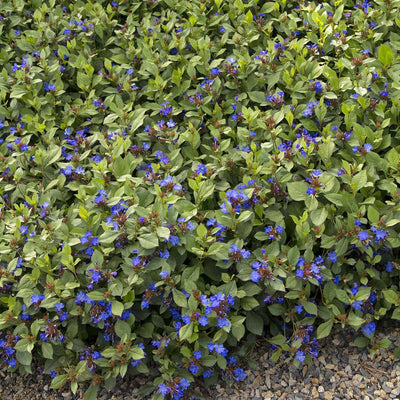 Ceratostigma plumbaginoides - Dwarf Plumbago - 1 Gallon