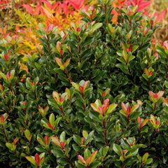 Rhaphiolepis umbellata 'Minor' - Dwarf Yedda Hawthorn - 5 Gallon