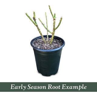 Rosa Rugosa - 5 Gallon – Roger's Gardens