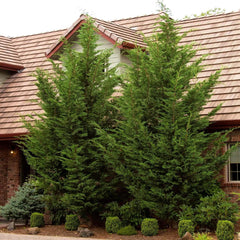 Cupressocyparis 'Emerald Isle'® - Emerald Isle Leyland Cypress - 7 Gallon