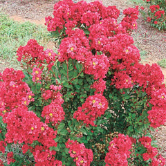 Lagerstroemia 'Summer Red'™ - Enduring Summer Red Crape Myrtle - 5 Gallon