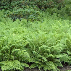 Matteuccia struthiopteris - European Ostrich Fern - 2 Gallon