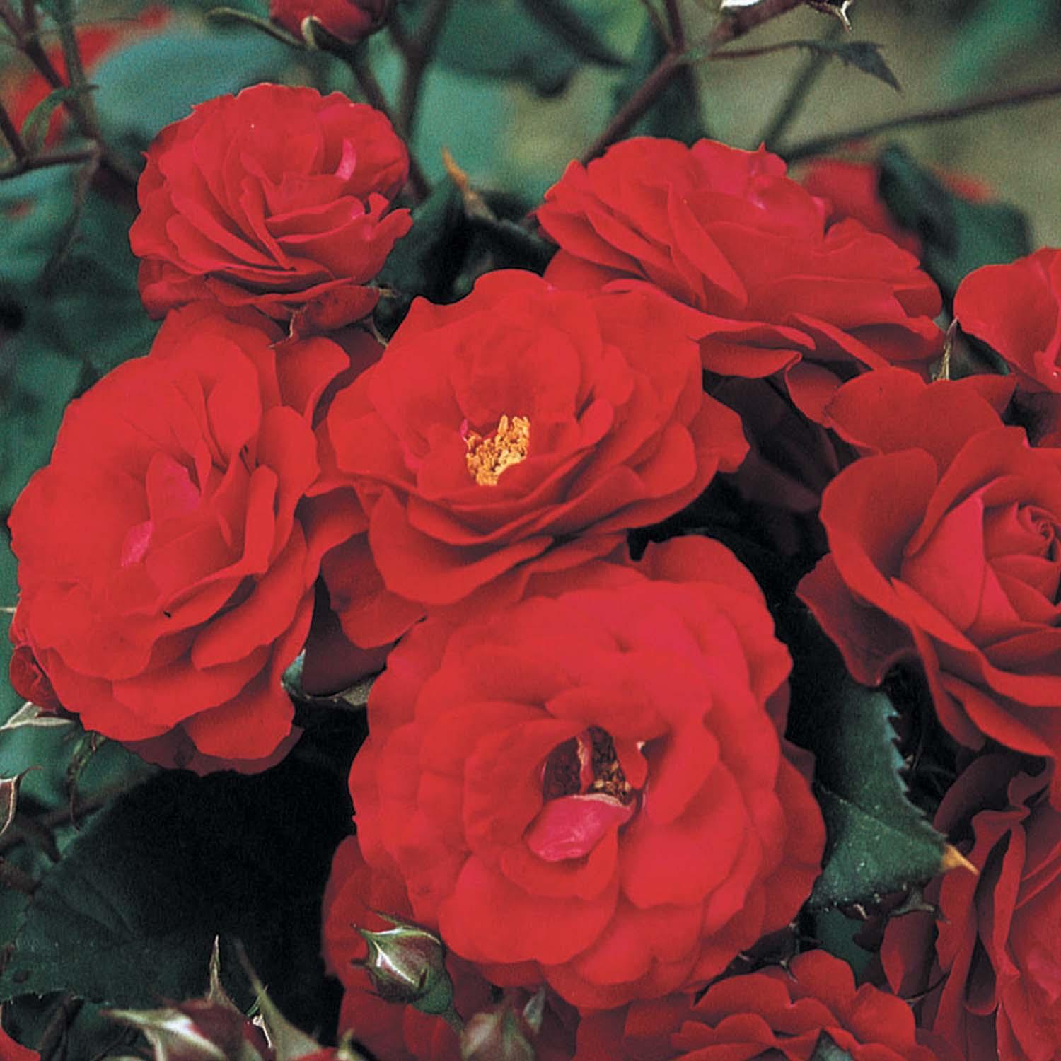 Europeana - 5 Gallon – Roger's Gardens